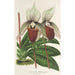 Riproduzione del dipinto Cypripedium Veitchianum - Charles Antoine Lemaire