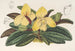 Cypripedium concolor - Charles Antoine Lemaire — vista dell’opera