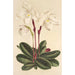 Cypripedium niveum - Charles Antoine Lemaire — vista dell’opera