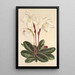 Cypripedium niveum - Charles Antoine Lemaire — quadro incorniciato alla parete