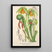 Riproduzione del dipinto Darlingtonia californica - Charles Antoine Lemaire