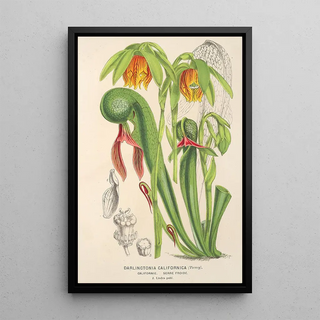 Charles Antoine Lemaire - Darlingtonia californica.webp