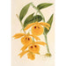 Dendrobium chrysotis - Charles Antoine Lemaire — vista dell’opera