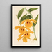 Dendrobium chrysotis - Charles Antoine Lemaire — quadro incorniciato alla parete
