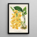 Riproduzione del dipinto Dendrobium chrysotoxum - Charles Antoine Lemaire