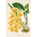 Riproduzione del dipinto Dendrobium chrysotoxum - Charles Antoine Lemaire