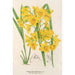 Dendrobium dixanthum - Charles Antoine Lemaire — vista dell’opera