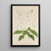 Deutzia crenata Zucc à fleurs pleines - Charles Antoine Lemaire — quadro incorniciato alla parete