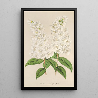 Charles Antoine Lemaire - Deutzia crenata Zucc flore pleno.webp