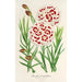 Riproduzione del dipinto Dianthus Verschaffeltii - Charles Antoine Lemaire