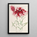 Dianthus cincinnatus - Charles Antoine Lemaire — quadro incorniciato alla parete