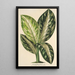 Riproduzione del dipinto Dieffenbachia Wallisi - Charles Antoine Lemaire
