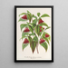 Riproduzione del dipinto Diervilla Weigelia multiflora - Charles Antoine Lemaire