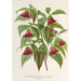 Riproduzione del dipinto Diervilla Weigelia multiflora - Charles Antoine Lemaire
