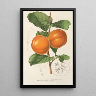 Charles Antoine Lemaire - Diospyros Kaki var costata.webp