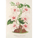 Dipladenia nobilis - Charles Antoine Lemaire — vista dell’opera