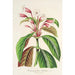 Dipteracanthus Herbstii - Charles Antoine Lemaire — vista dell’opera