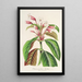 Dipteracanthus Herbstii - Charles Antoine Lemaire — quadro incorniciato alla parete