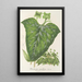 Dorstenia maculata - Charles Antoine Lemaire — quadro incorniciato alla parete