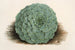Echeveria rosacea - Charles Antoine Lemaire — vista dell’opera
