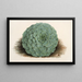 Echeveria rosacea - Charles Antoine Lemaire — quadro incorniciato alla parete