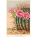 Riproduzione del dipinto Echinopsis Pentlandi - Charles Antoine Lemaire