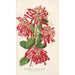 Embothrium coccineum - Charles Antoine Lemaire — vista dell’opera