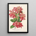Embothrium coccineum - Charles Antoine Lemaire — quadro incorniciato alla parete