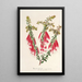Riproduzione del dipinto Epacris miniata - Charles Antoine Lemaire