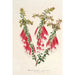 Riproduzione del dipinto Epacris miniata - Charles Antoine Lemaire