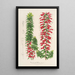 Riproduzione del dipinto Epacris multiflora - Charles Antoine Lemaire
