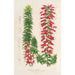 Riproduzione del dipinto Epacris multiflora - Charles Antoine Lemaire