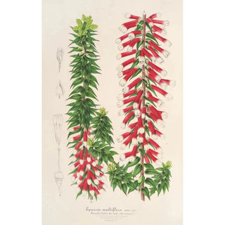 Charles Antoine Lemaire - Epacris multiflora.webp