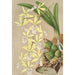 Epidendrum ambiguum - Charles Antoine Lemaire — vista dell’opera