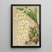 Epidendrum ambiguum - Charles Antoine Lemaire — quadro incorniciato alla parete