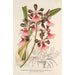 Epidendrum atropurpureum var roseum - Charles Antoine Lemaire — vista dell’opera
