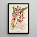 Epidendrum atropurpureum var roseum - Charles Antoine Lemaire — quadro incorniciato alla parete