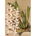 Riproduzione del dipinto Epidendrum conspicuum - Charles Antoine Lemaire
