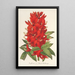 Riproduzione del dipinto Erythrina hybrida Marie Bellanger - Charles Antoine Lemaire