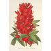 Riproduzione del dipinto Erythrina hybrida Marie Bellanger - Charles Antoine Lemaire
