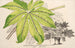 Fatsia japonica aureoreticulata - Charles Antoine Lemaire — vista dell’opera