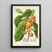 Riproduzione del dipinto Ficus cerasiformis - Charles Antoine Lemaire
