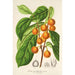 Riproduzione del dipinto Ficus cerasiformis - Charles Antoine Lemaire