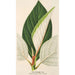 Ficus dealbata - Charles Antoine Lemaire — vista dell’opera