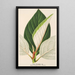 Ficus dealbata - Charles Antoine Lemaire — quadro incorniciato alla parete