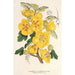 Riproduzione del dipinto Fremontia californica - Charles Antoine Lemaire