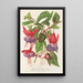 Fucsia nuove varietà di - Charles Antoine Lemaire — quadro incorniciato alla parete