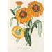 Gazania splendens ibrido - Charles Antoine Lemaire — vista dell’opera