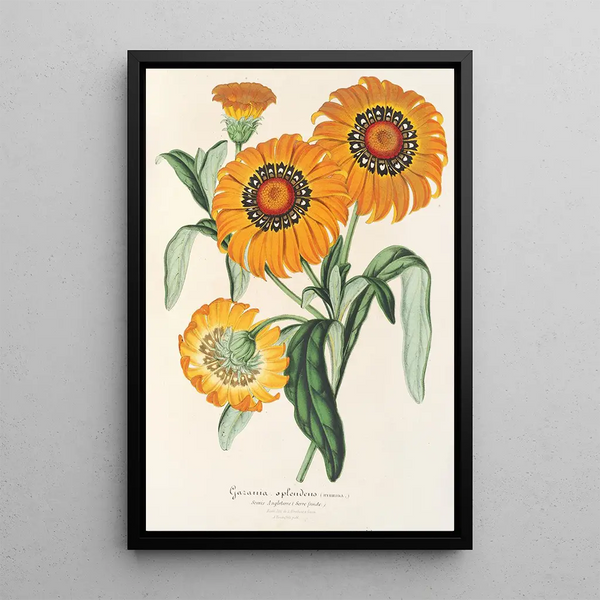 Charles Antoine Lemaire - Gazania splendens hybride.webp
