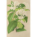Riproduzione del dipinto Gloneria jasminiflora - Charles Antoine Lemaire